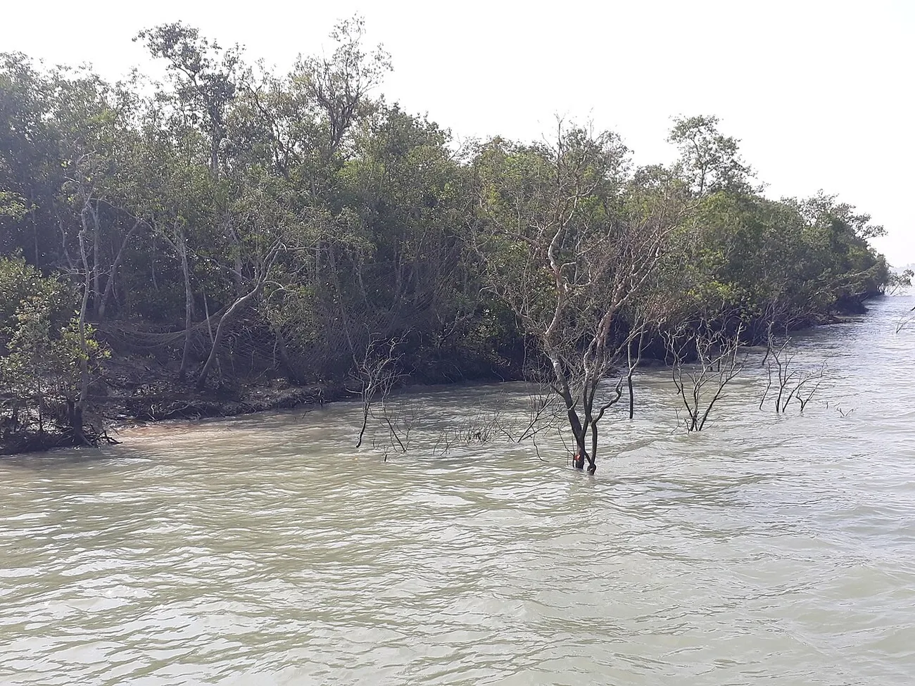 La mangrove des Sundarbans